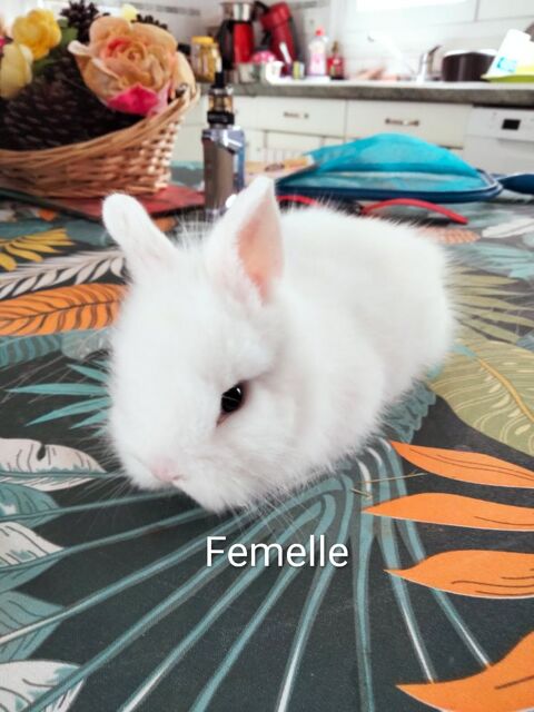 B&eacute;b&eacute; lapin nain femelle 85140 25 85140 Les essarts