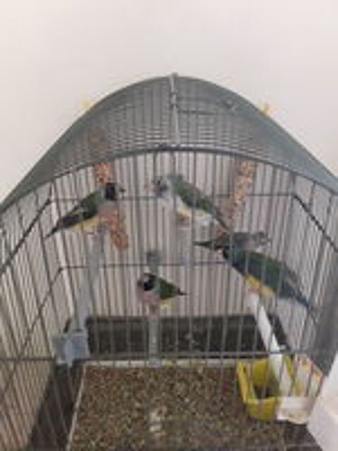   3 jeunes oiseaux diamants gold  