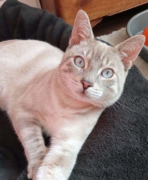 FIGARO, magnifique chat gris et blanc à adopter via l'association UMA 180 44300 Nantes