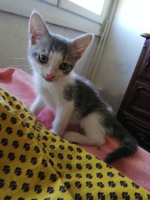Chaton craquant &agrave; adopter sur Marseille 0 13004 Marseille