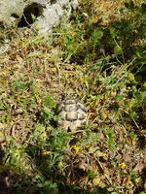   Tortue de terre 