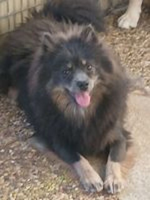   Femelle pomsky F3  