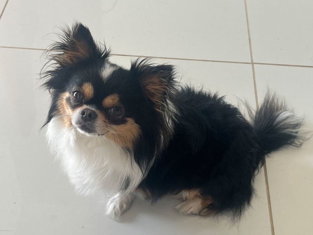   Saillie chihuahua 