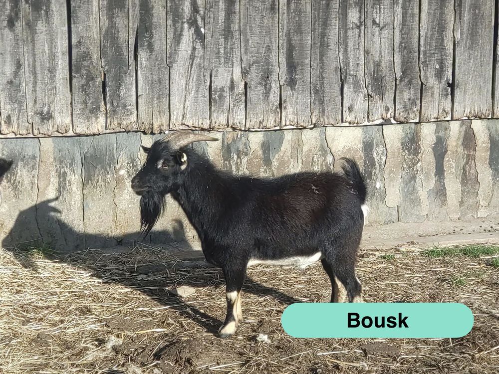   Bousk, bouc nain à adopter 