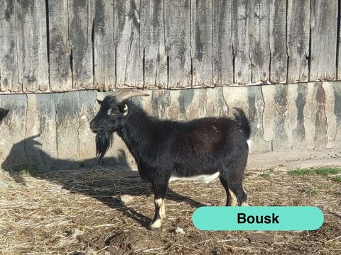 Bousk, bouc nain &agrave; adopter 50 44170 Abbaretz