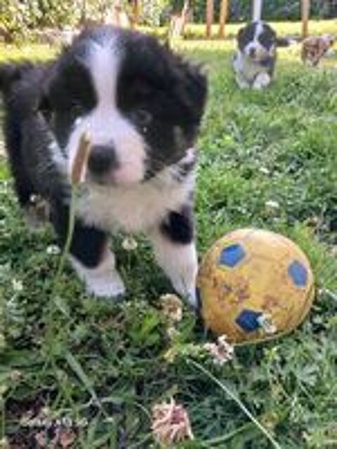   Chiots Bergers Australiens LOF 