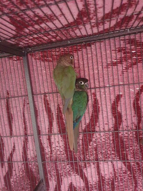 Couple conure 500 73000 Chamb�ry