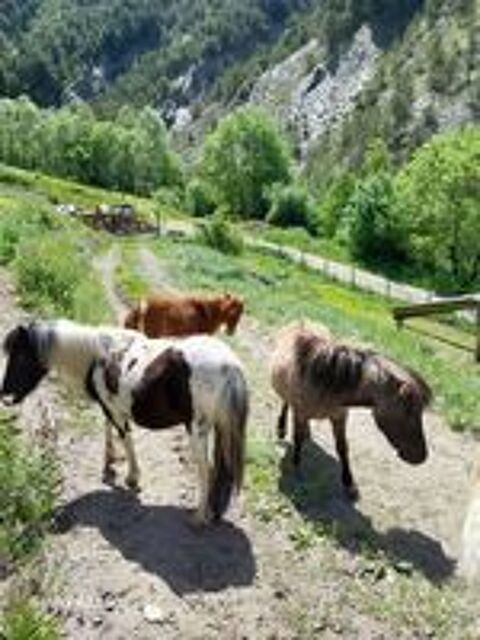   Ponettes et poneys  