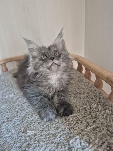 A r&eacute;server - Superbe port&eacute;e de 6 chatons Maine Coon LOOF- Va 1500 83720 Trans-en-provence