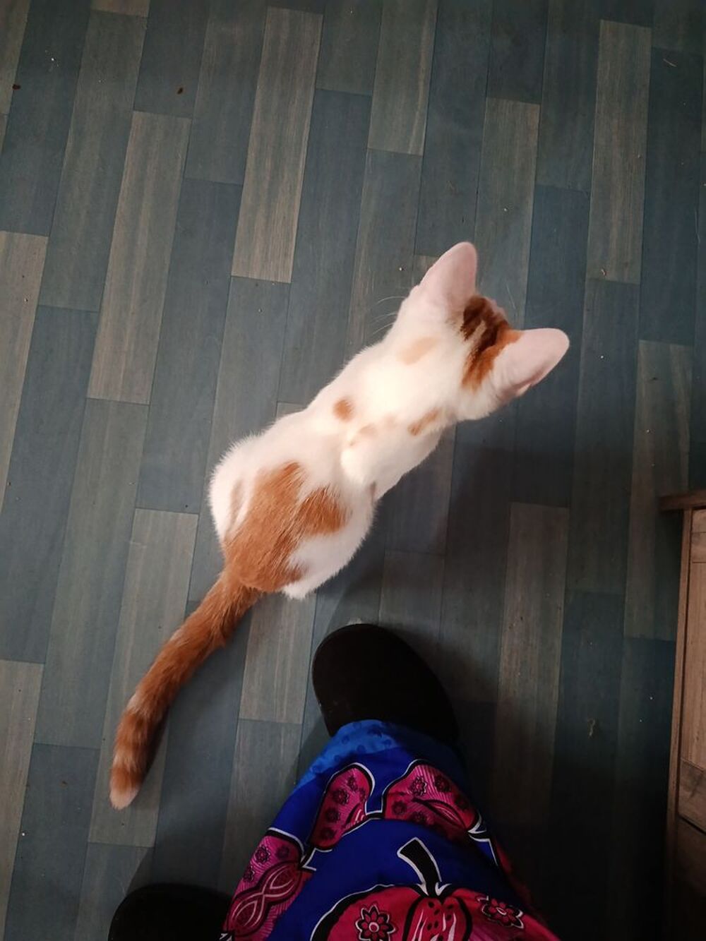   Donne chaton 