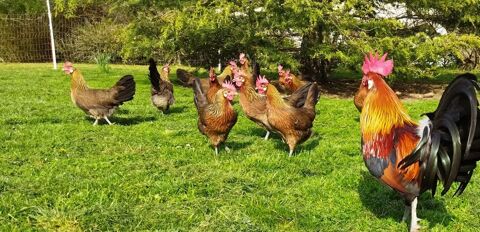 Oeufs fécondés Gauloises dorées 3 18500 Marmagne