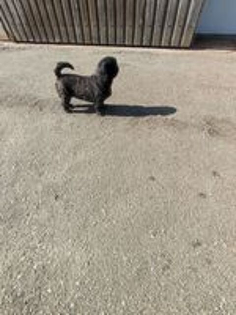   Femelle Shih Tzu 