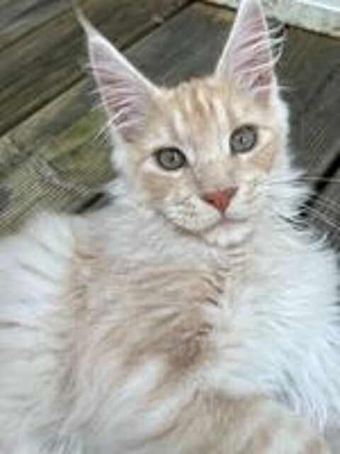   Chaton Maine coon loof 