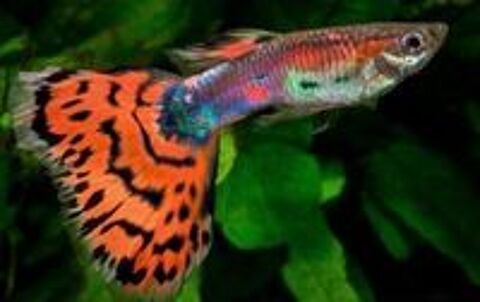   Guppy, guppy endler, , molly noir, cichlidé. 