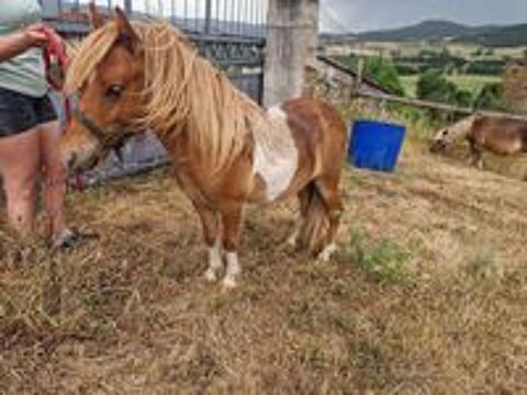   poney male 