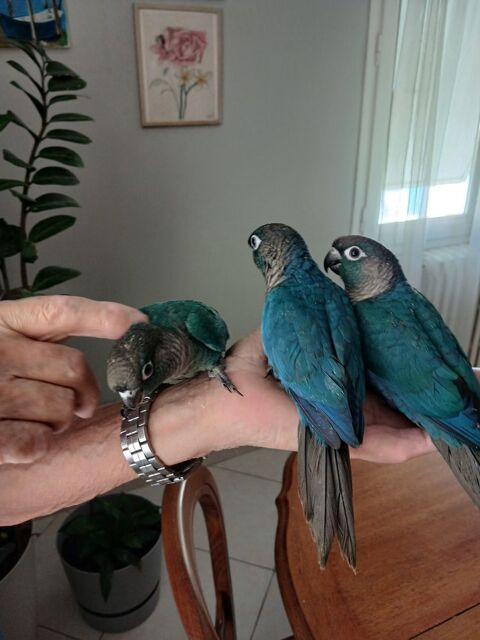Trois conures turquoises &agrave; c&eacute;der 190 34080 Montpellier