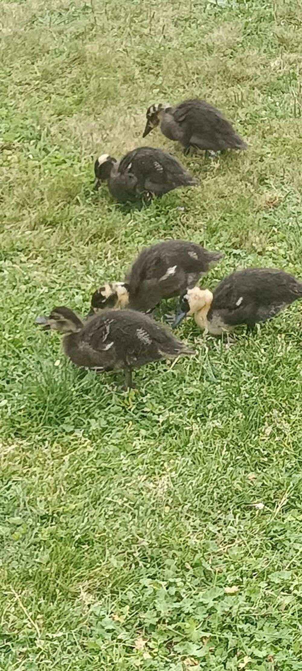   Canards  