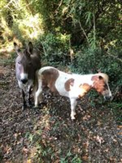   anesse et ponette 