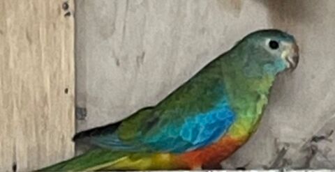 Femelle turquoisine bagu&eacute;e 2025 35 59262 Sainghin-en-m�lantois