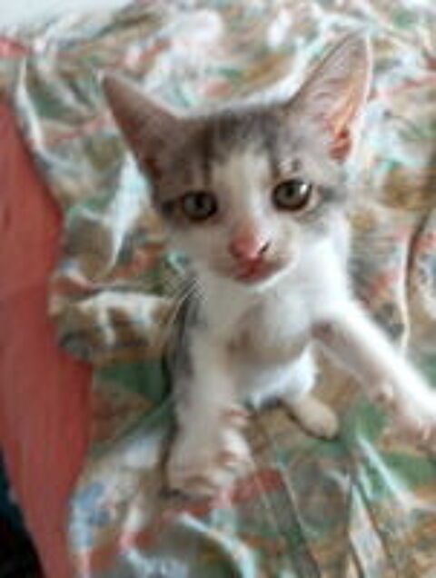   Famille d'Accueil chaton sur Marseille 