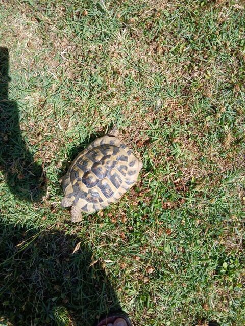 Tortue de terre adulte 200 31650 Saint-orens-de-gameville