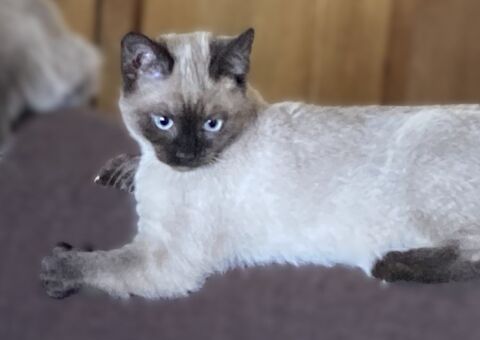 Chaton siamois femelle cherche foyer sympa 0 13100 Aix-en-provence