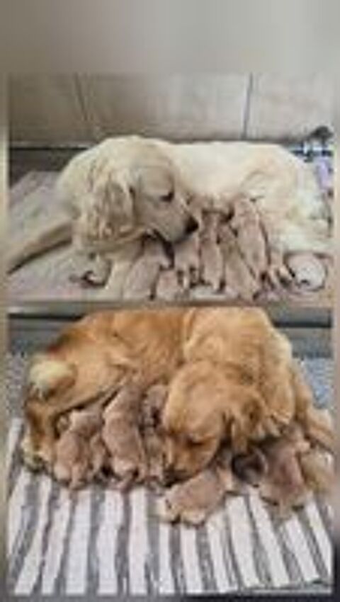   GOLDEN RETRIEVER NON LOF 