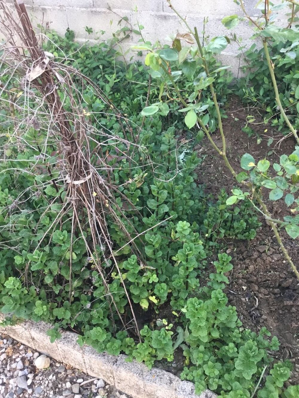 Menthe en pot,o&ugrave; en tige avec racine &agrave; repiquer. Jardin