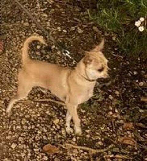   Chihuahua 
Disponible 
Pour saillie
