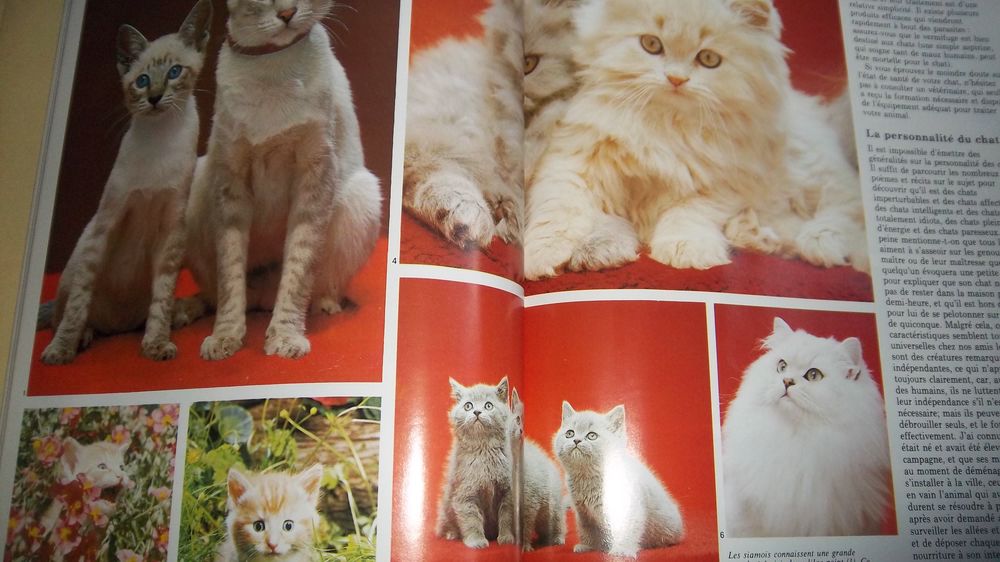 Les chats editions Soline Livres et BD