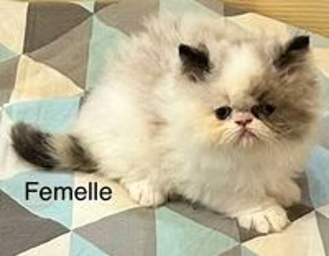   Chatons persans  