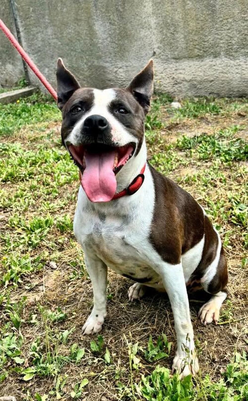  ARYA, boston terrier, 6 ans 