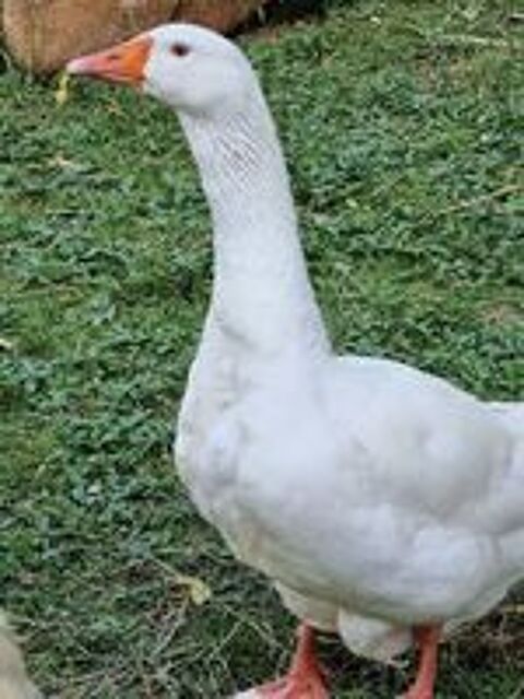   OIE BLANCHE  