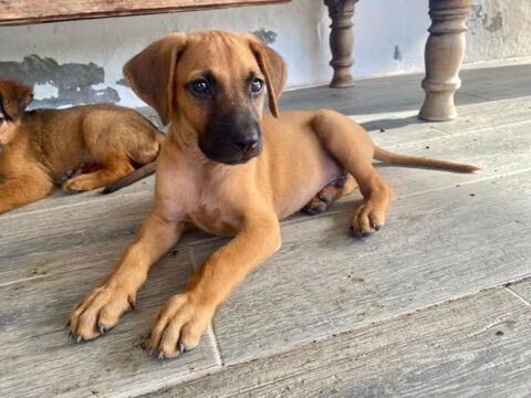 Raman, mle crois berger, n le 15/02/2025 🐶 77000 Livry-sur-seine