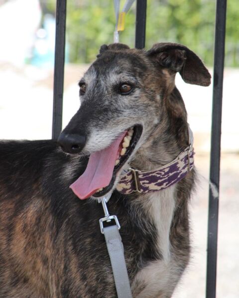 DUQUE,  galgo sociable avec tout le monde, un amour   315 24140 Douville