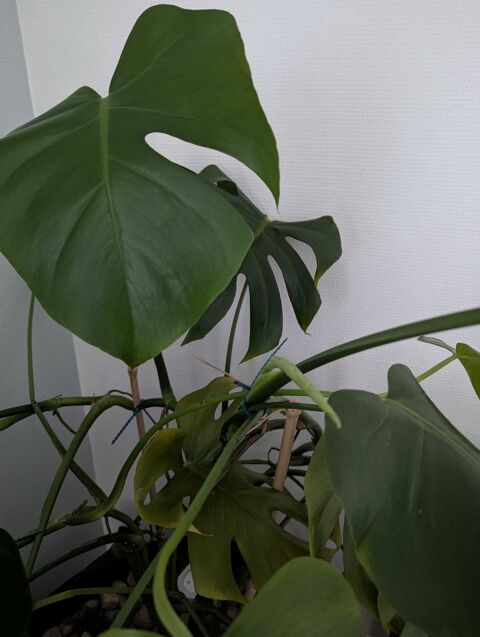 Monstera 85 Le Gua (17)