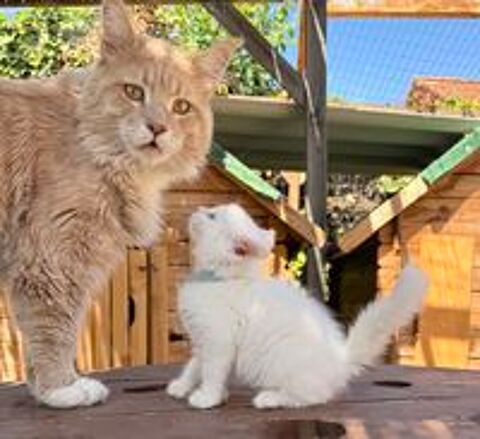   Magnifique chaton Maine Coon mà ¢le blanc LOOF 