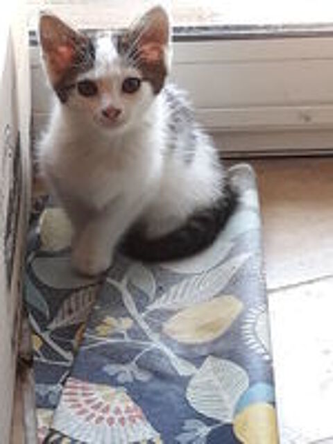   Chatons cherchent  une bonne   famille. 