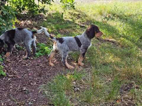 Chiots Epagneul Picard. 900 41300 Salbris