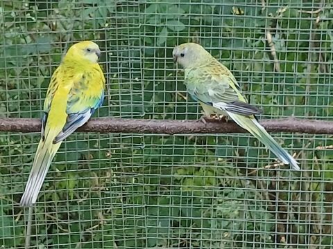 Perruches croupions 30 79400 Nanteuil