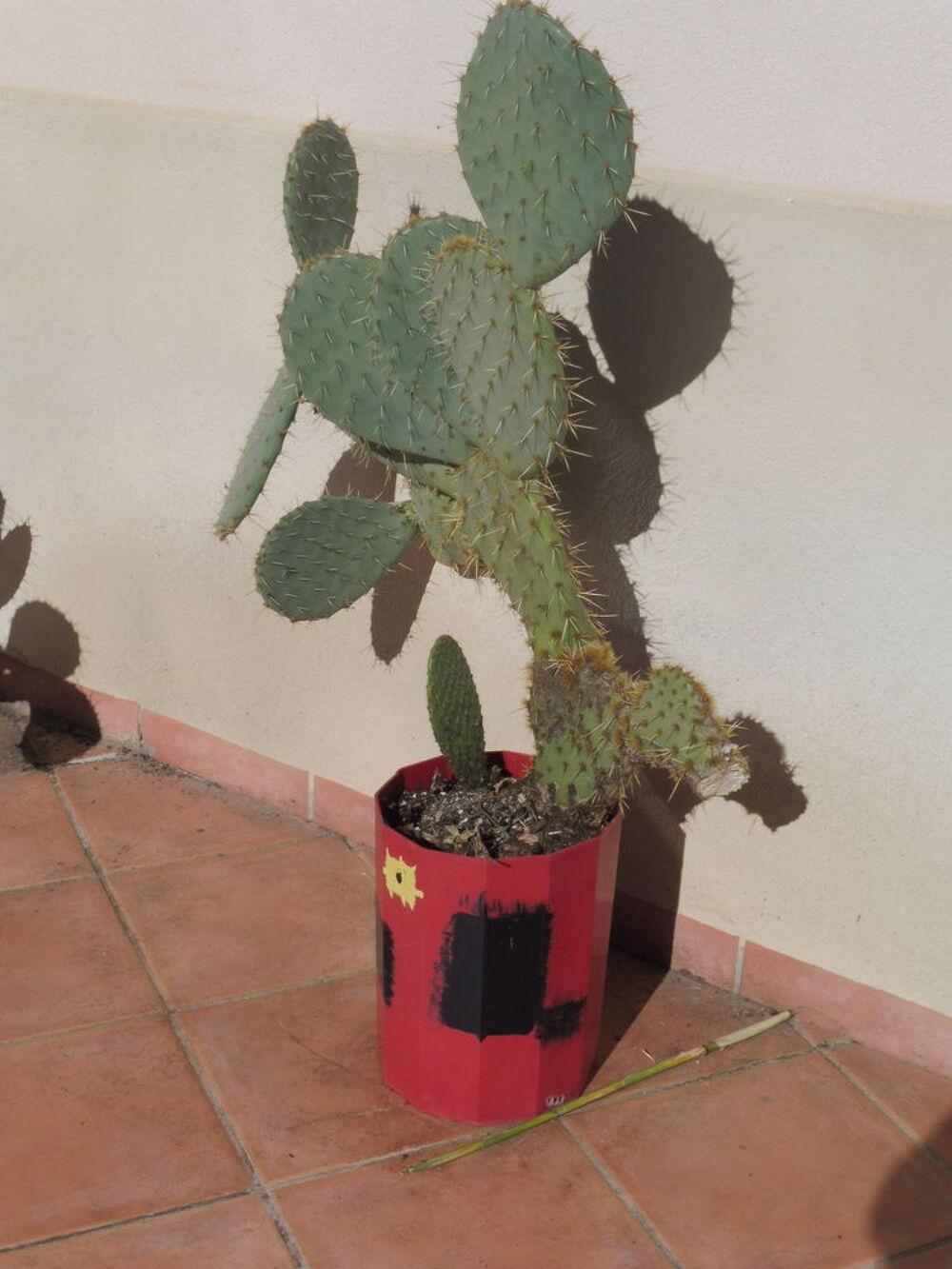  10 CACTUS au choix croissance rapide fleurs et fruits Jardin