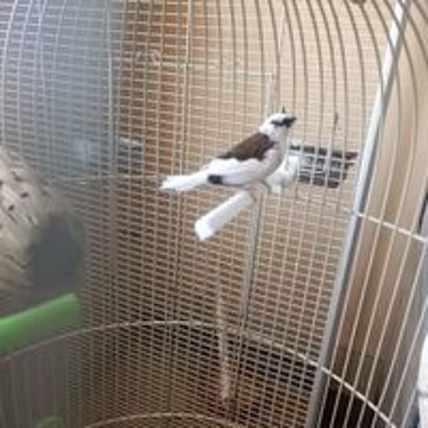   couple de moineau du Japon 