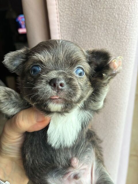 &Agrave; r&eacute;server pour d&eacute;but avril  690 86320 Lussac-les-ch�teaux