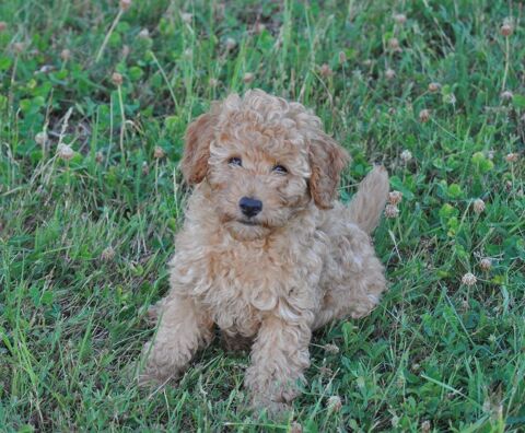 chiot caniche nain male fauve abricot 1500 72120 Saint-calais