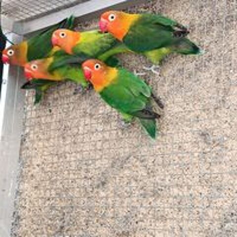   Inseparables de Fisher  