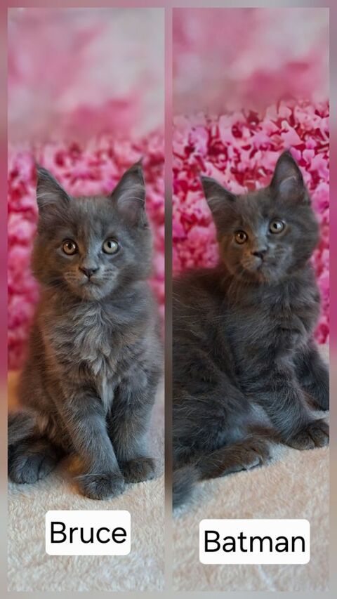 Chatons maine coon LOOF  1600 74330 Nonglard