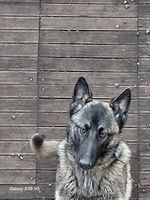   A donnnner chienne malinoise  