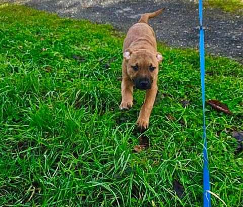 Rebel, chiot crois&eacute; malinois &agrave; adopter 300 44360 Cordemais