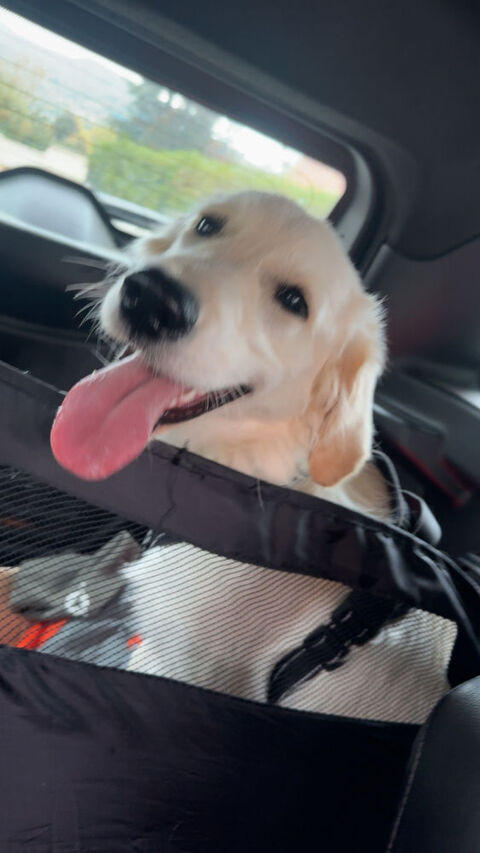 DON GOLDEN RETRIEVER FEMELLE DE 7 MOIS 0 69250 Neuville-sur-sane