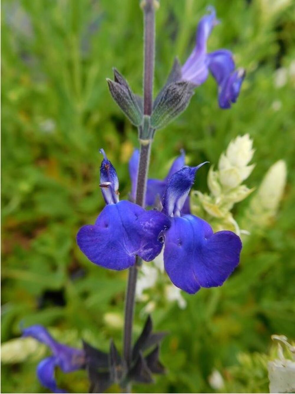Vivace de Terrain Sec Sauge Salvia 'Note bleue'. Jardin